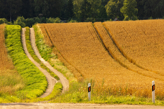 View of a dirt path winding through golden wheat fields in the countryside of Anyksciai, Utena County, Lithuania.