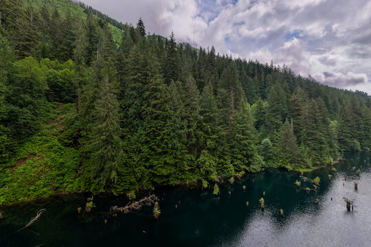 Dense Evergreen Forest Along Dark Mountain Lake With Submerged Tree Stumps in Chilliwack, British Columbia