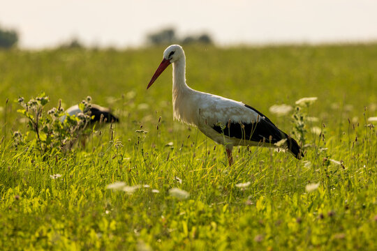 View of a white stork standing in a lush green meadow with wildflowers under soft golden hour light in Anyksciai, Utena County, Lithuania.