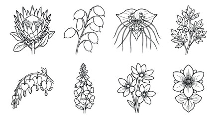 Minimalist botanical line art collection, hand drawn dried floral elements vector set, eucalyptus and poppy seed pod illustrations for wedding stationery © Rehman