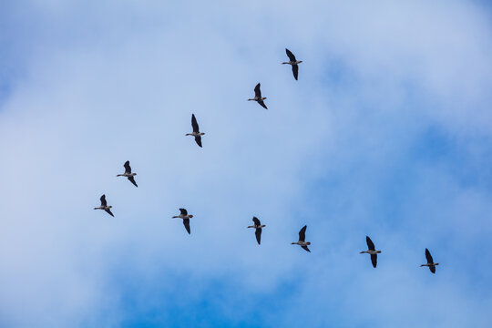 View of a flock of geese flying in a V-formation against a clear blue sky above Lake Zuvintas, Panevezys, Alytus County, Lithuania.