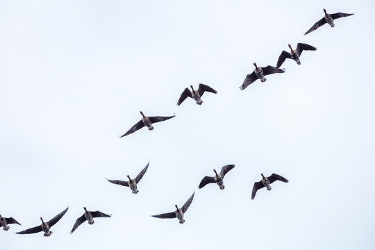 View of a flock of wild geese flying in a V-formation against a bright overcast sky above Lake Zuvintas, Panevezys, Alytus County, Lithuania.