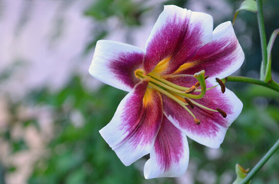 Lily ' Miss Lily ' bicolour magenta-white yellow in the center blooming fragrant lily flower. Closeup, outdoors ,isolated, flower, petals ,stamens. Growing, gardening , planting lilies concept. 
