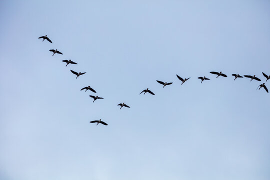 View of a flock of geese flying in a V-formation against a clear blue sky over Lake Zuvintas in Panevezys, Alytus County, Lithuania.