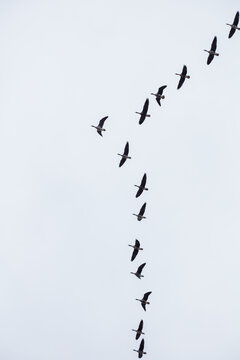 View of a flock of geese flying in a V-formation against a cloudy sky over Lake Zuvintas in Alytus County, Lithuania.
