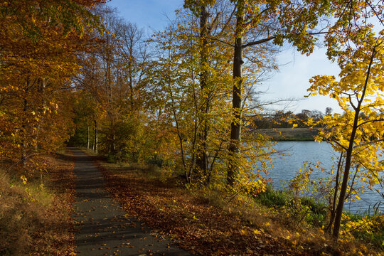 Scenic dirt road through vibrant fall woods by the lakeshore on a peaceful autumn day
