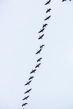 View of a flock of geese flying in a V-formation against a pale sky over Lake Zuvintas, Panevezys, Alytus County, Lithuania.