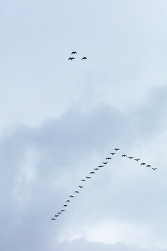 View of a flock of birds flying in a V-formation against a cloudy sky above Lake Zuvintas, Panevezys, Alytus County, Lithuania.