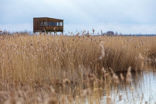 View of a wooden birdwatching tower standing amidst tall reeds at the edge of Lake Zuvintas in Panevezys, Alytus County, Lithuania.