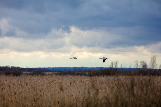 View of two cranes flying over the reeds of Lake Zuvintas in Alytus County, Lithuania.