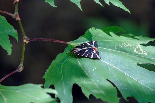 Butterflies rest on the leaves of Butterfly Valley in Rhodes