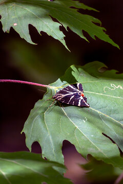 Butterflies rest on the leaves of Butterfly Valley in Rhodes