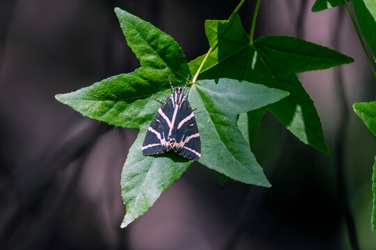 Butterflies rest on the leaves of Butterfly Valley in Rhodes