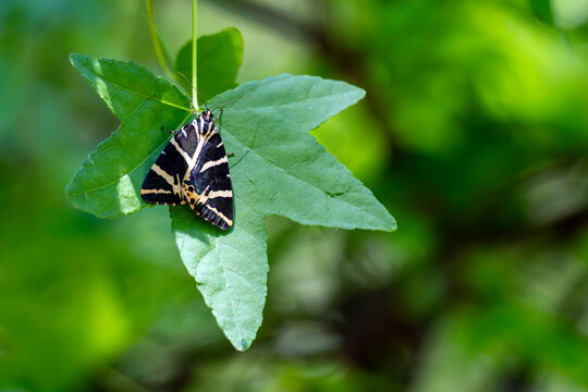 Butterflies rest on the leaves of Butterfly Valley in Rhodes