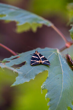 Butterflies rest on the leaves of Butterfly Valley in Rhodes