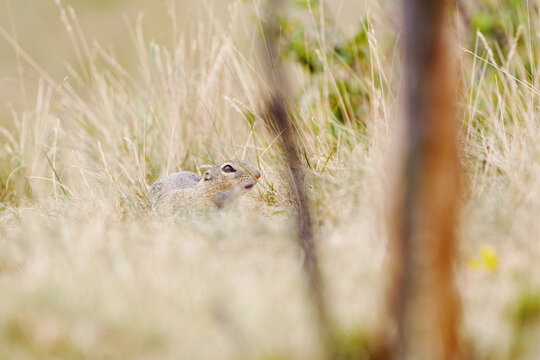 European Ground Squirrel Peeking Through Tall Dry Grass in its Natural Habitat