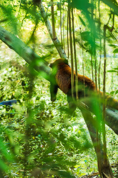 Red panda sleeping peacefully while clinging to a tree branch, wildlife conservation scene.