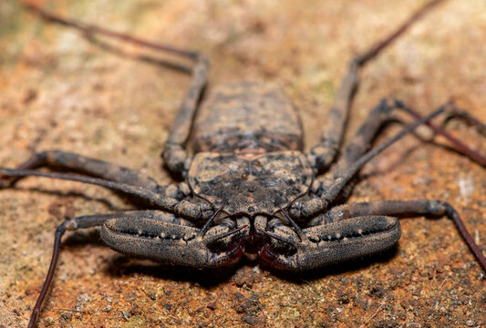 Closeup of an Eastern Whipspider (Damon annulatipes) camouflaged against a rock surface, KwaZulu-Natal, South Africa