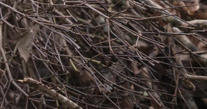 Close up of dry tree branches and tangled vines in outdoor nature background