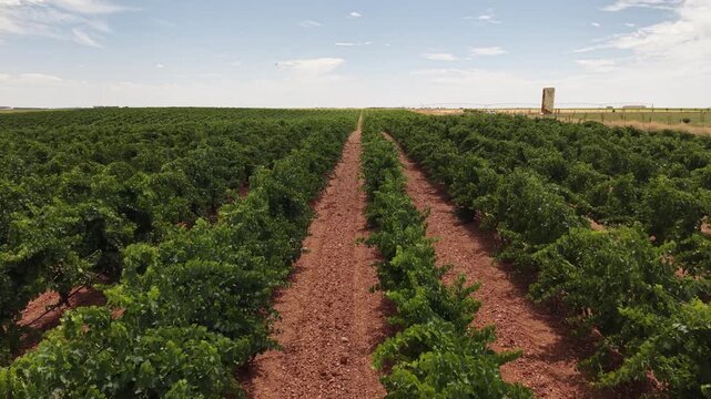 Walking forward through rueda appellation vineyard rows