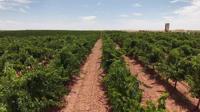 Drone flying backward over a vineyard in rueda