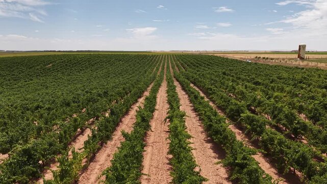 Drone flying backwards over a beautiful vineyard field