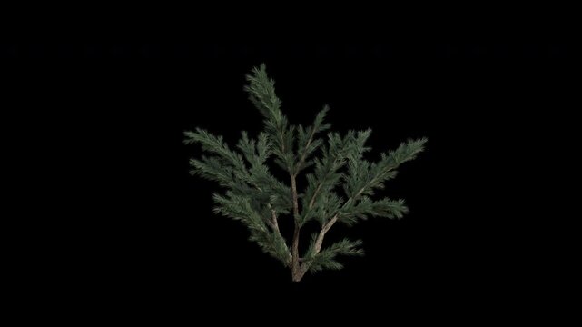 Deodar Cedar Plant Swaying in Wind Loop Animation with Alpha Channel. Wind Blows The Shrub Plant Cedrus Deodara. Himalayan Cedar Plant Leaves Swaying. Animated Hedge Branches Moving in Breeze