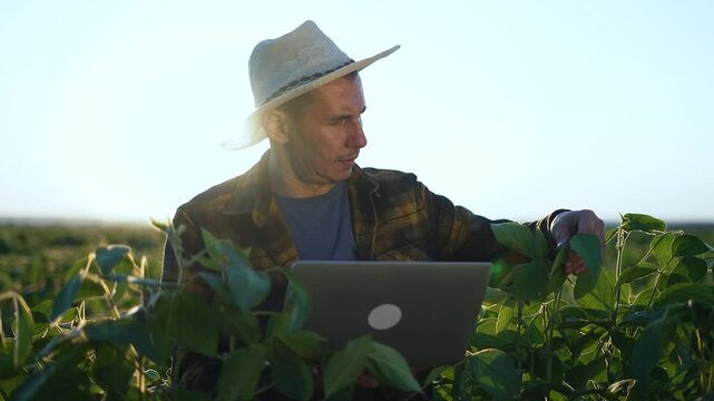 Agronomist with laptop in soybean field. Expert monitors soybean crop health using laptop. tools in crop management. Agronomist examines soybean plants in field. agriculture in soybean crop analysis.