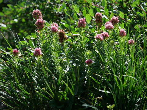 Rose Crown (Rhodiola rhodantha) Growing Along a Mountain Stream on Isabelle Glacier Trail, Colorado Rocky Mountains