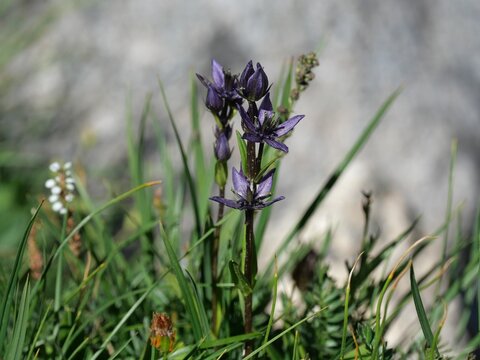 Swertia perennis Wildflower on Isabelle Glacier Trail, Indian Peaks Wilderness, Colorado Rocky Mountains