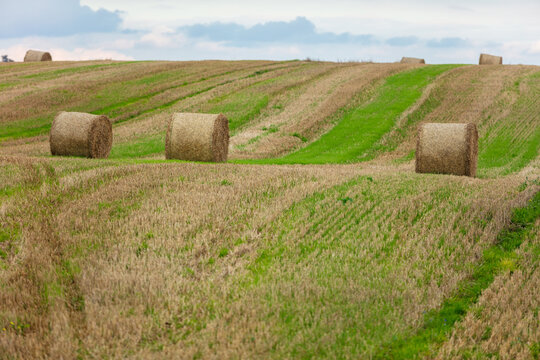 View of hay bales scattered across a harvested field with rolling hills under a cloudy sky in Pakruojis, Siauliai County, Lithuania.