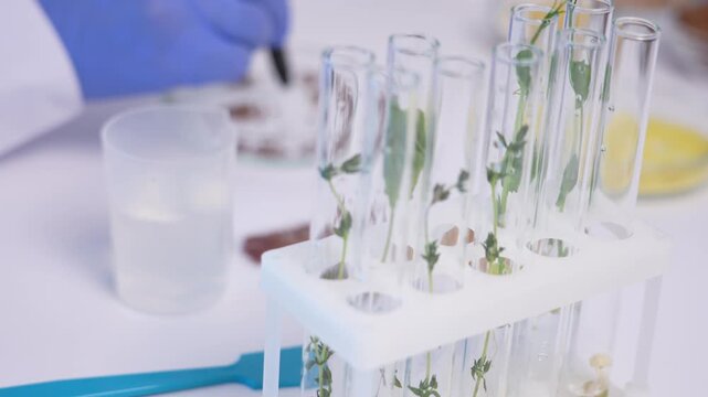 Treatment of seed stock with chemical marks to activate stress genes. Visualization of the work of demethylase enzymes in preparing crop plants for extreme weather conditionsepigenetic priming, seed