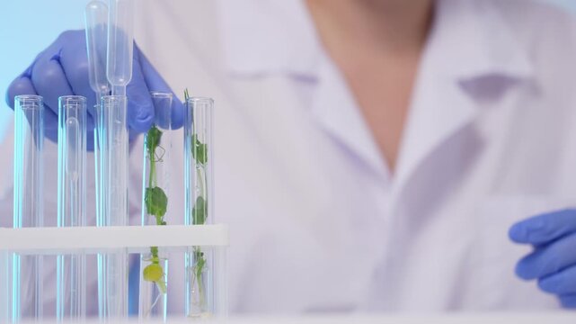 scientist in the laboratory conducts experiments with plants. A test tube with a green sprout of a plant in the hands of a laboratory researcher close-up. Conducting research on GMO plants.