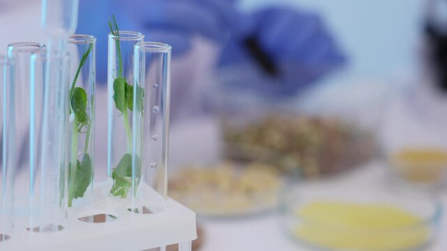Collection of plant juice containing monoclonal antibodies for anticancer drugs. Rapid production of vaccine antigens using molecular pharming