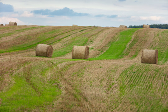 View of round hay bales scattered across a harvested agricultural field with rolling hills and green grass strips in Pakruojis, Siauliai County, Lithuania.