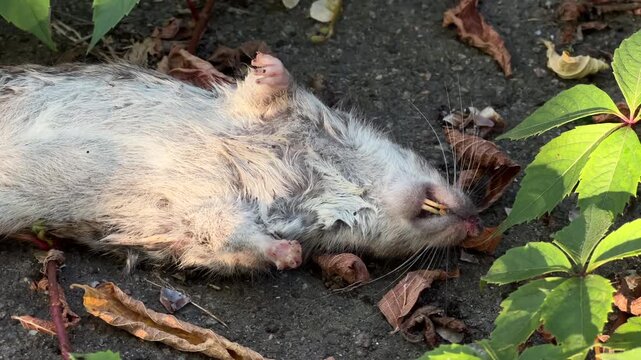 Dead Rat Lying on Ground: Urban Pest Control Problem Close-Up | Rodent Infestation and Extermination Concept | City Wildlife Sanitation Issue