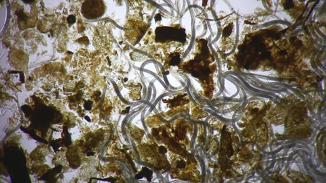 Massive colony of nematode roundworms swarming in dirty water with soil debris, microscopic brightfield view at 40x magnification