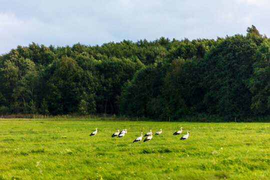 View of a flock of white storks foraging in a lush green meadow with a dense forest in the background in Kelme, Siauliai County, Lithuania.