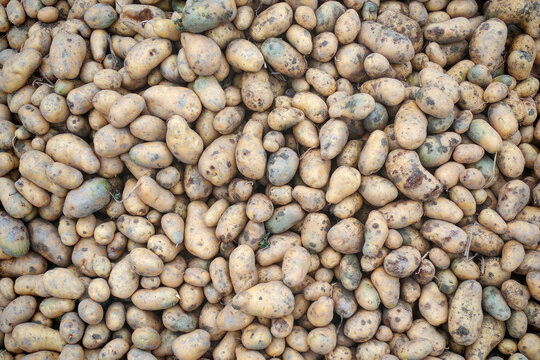 Freshly harvested potatoes affected by common scab skin disease (Potato background backdrop) 