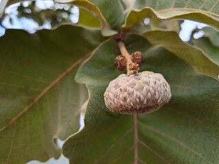 Close up of dry oak acorn cupule on tree branch for seasonal autumn nature concept © Narayan