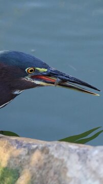 Green Heron Nabs a Fish in the Everglades 
