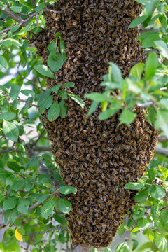 large swarm of dangerous insects bees flew around a tree in the garden