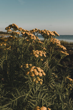 View of yellow tansy flowers blooming along the Saxby coast with the sea in the background under a clear sky in Saxby, Laane maakond, Estonia.