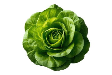 Obraz premium Round leafy green lettuce head