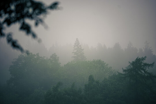 Wald im d&uuml;steren Nebel am morgen
