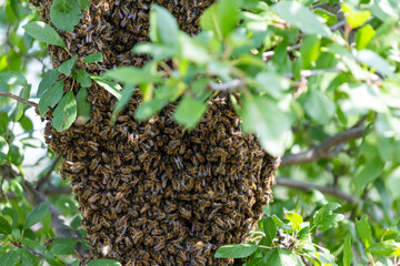large swarm of dangerous insects bees flew around a tree in the garden © nataba