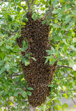 A large swarm of dangerous bees flew away and covered a tree in the garden