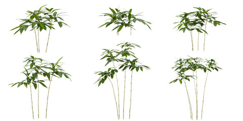 Fototapeta premium Collection of Sasa plants isolated on white background