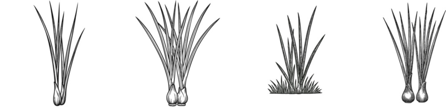 A minimalist etching of two lemongrass stalk bases side by side, with sharp linear leaves shooting upwards against a white background