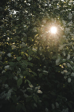 Laane County, Estonia - 19 May 2024: View of a blooming bird cherry bush with sunlight filtering through white flowers and green leaves, creating a bright starburst effect.